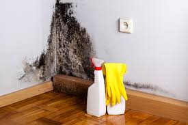 Why You Should Choose Our Mold Remediation Services in Shrewsbury, PA